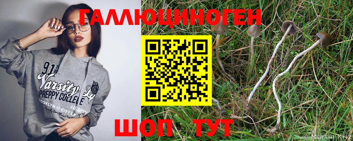 Россошь  Галлюциногенные грибы Cubensis  Вход с VPN 